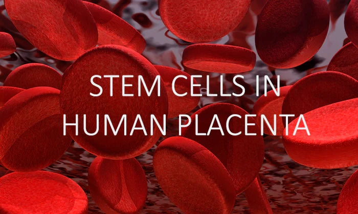 Scientists generate early stem cells that form human placenta